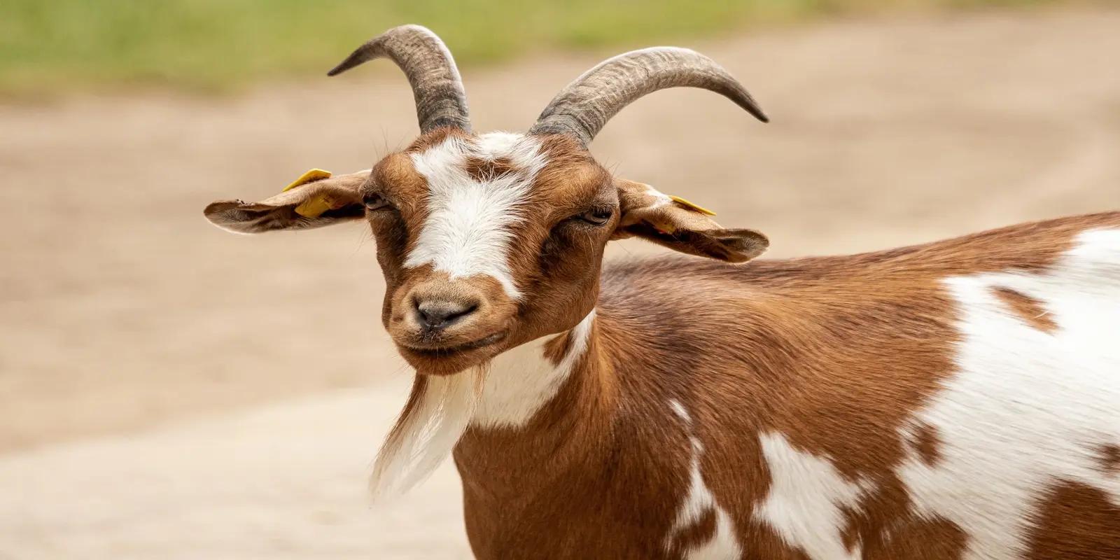 Sahelian goat close-up, featuring its brown and white patches, horns, and long beard.