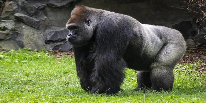 Gorillas