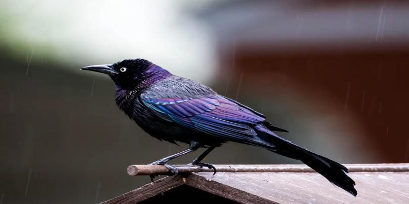 Grackles