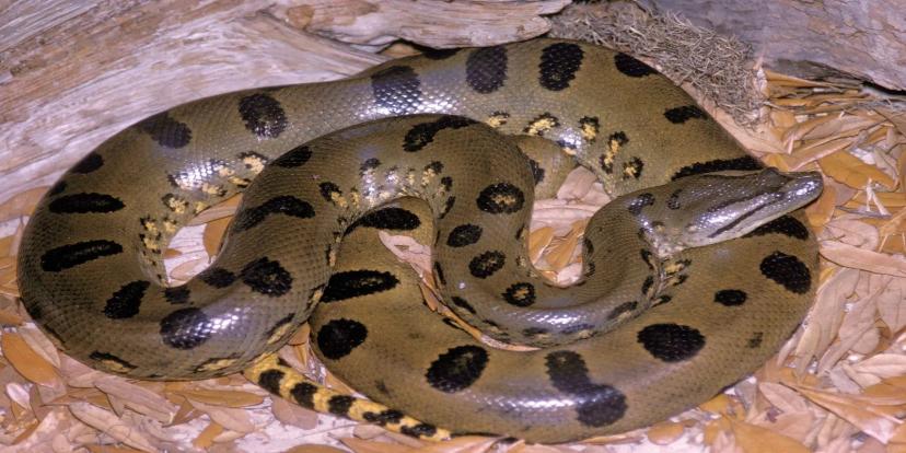 Anacondas