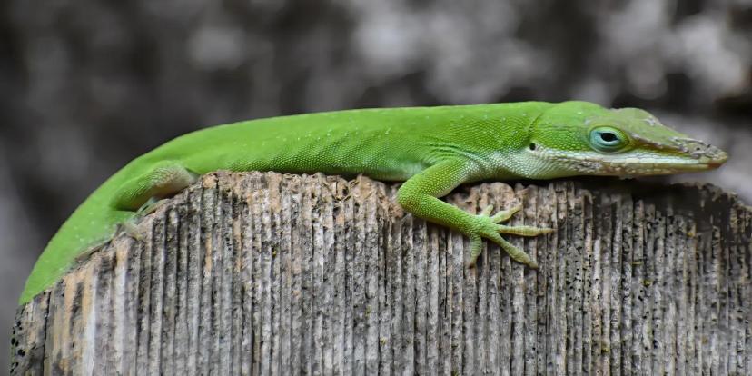 Anoles