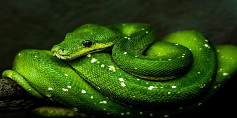 Green Tree Pythons