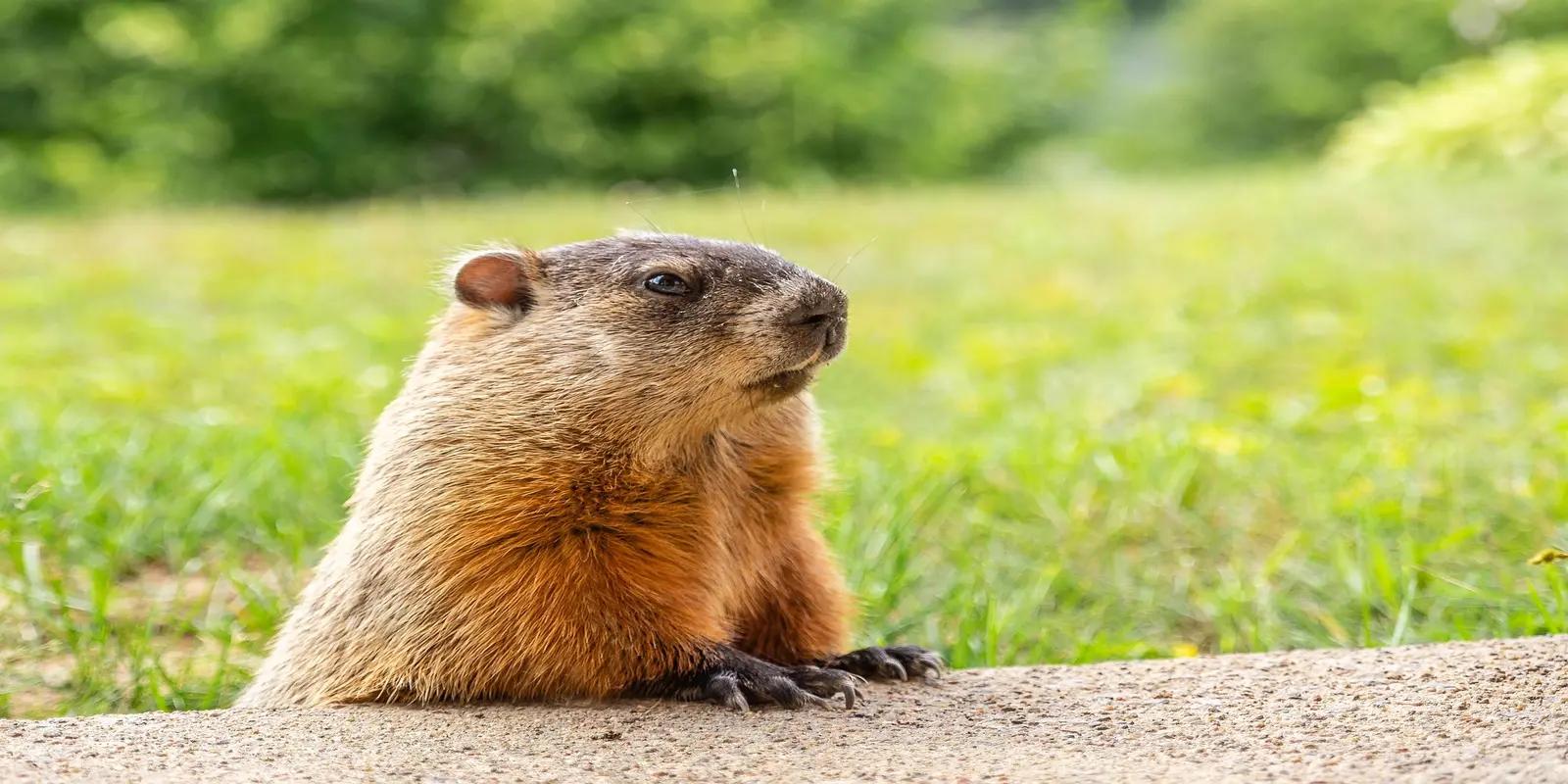 A groundhog with brownish fur and dark paws peeking over a stone surface, with green grass and a blurred leafy background.