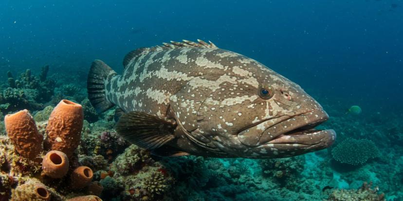 Groupers