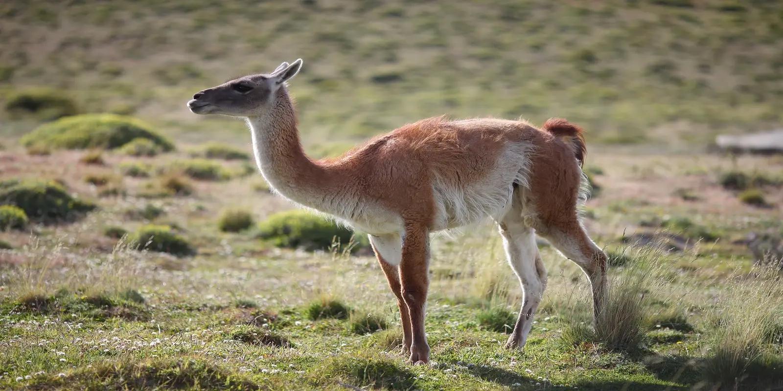 Guanaco standing in a grassy field, featuring its light brown coat, white underparts, and slender build.