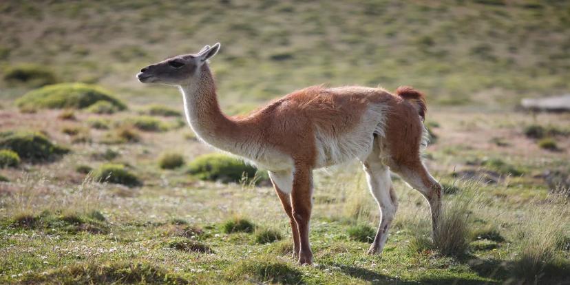 Guanacos
