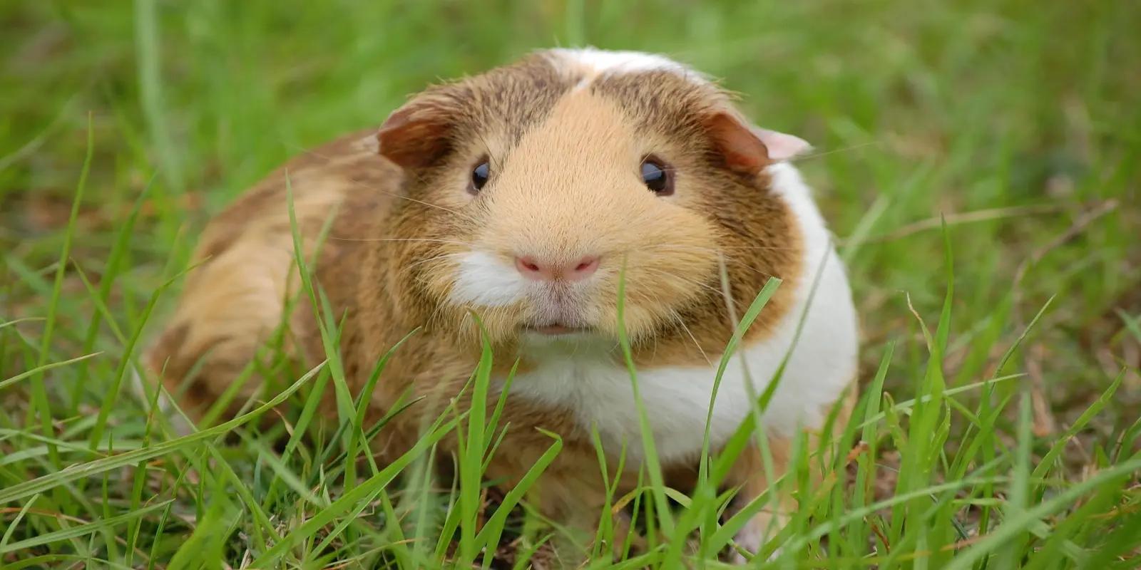 Guinea pig sitting in green grass, featuring its rounded body, brown, white, and tan patches, and small ears.