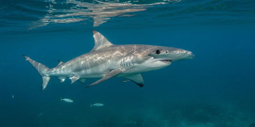 Hammerhead Sharks