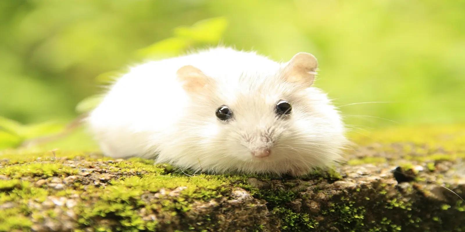 Winter white dwarf hamster sitting on a mossy rock, featuring its pure white coat, small size, and large dark eyes.