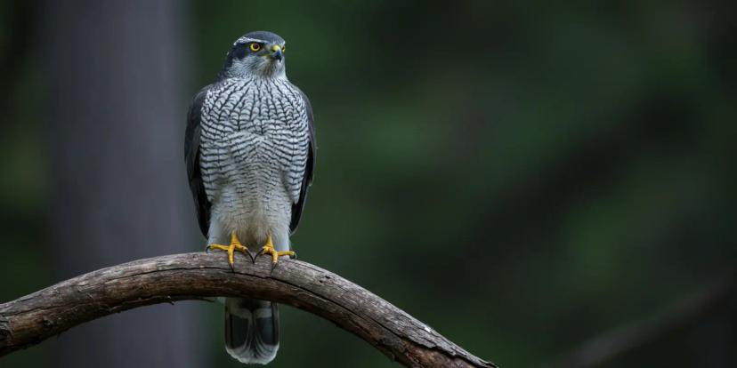 Hawks
