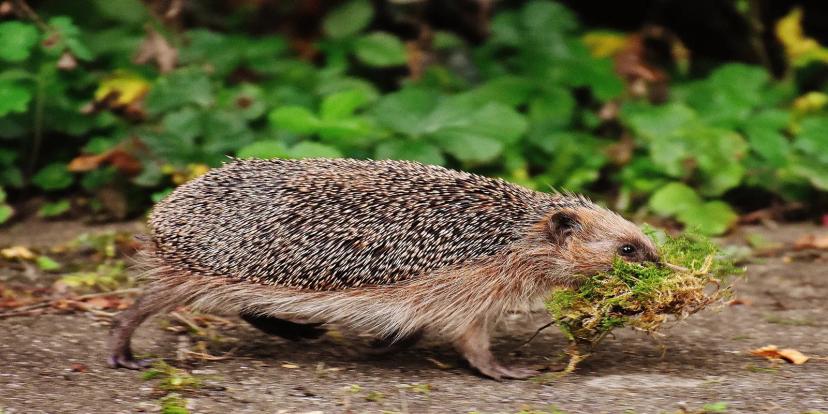 Hedgehogs