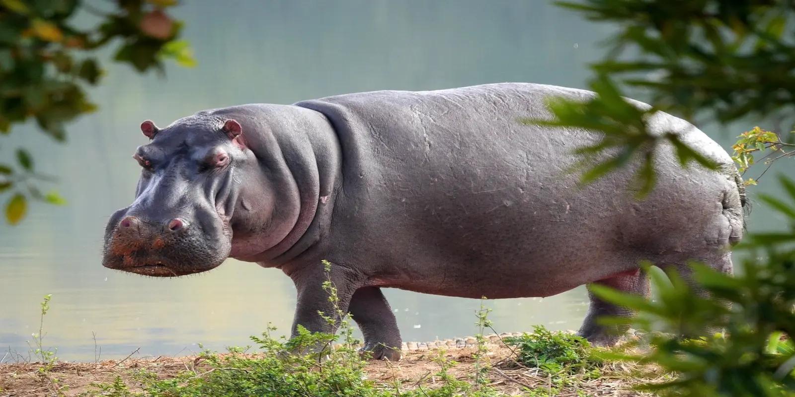 Hippopotamus standing near a body of water, featuring its large, barrel-shaped body, short legs, and distinctive head.