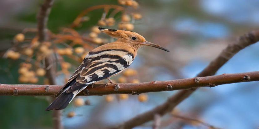 Hoopoes