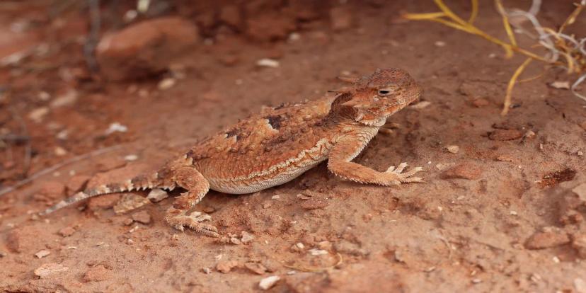 Horned Lizards