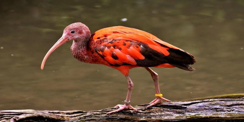 Ibises