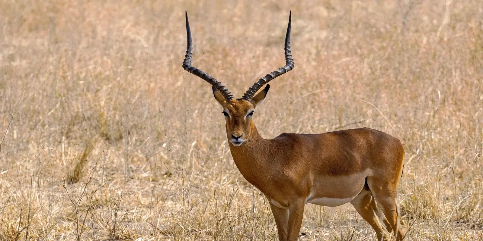 Impala standing in a dry, grassy field, featuring its long, lyre-shaped horns, reddish-brown coat, and slender build.