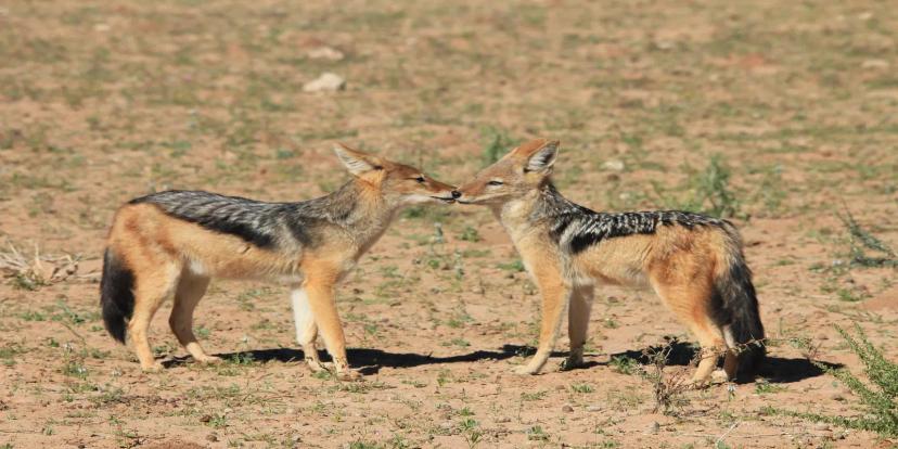 Jackals