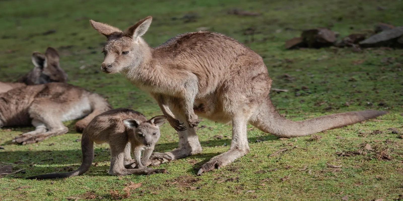 Eastern grey kangaroo with a joey in a grassy area, featuring their greyish-brown coats, long tails, and large ears.