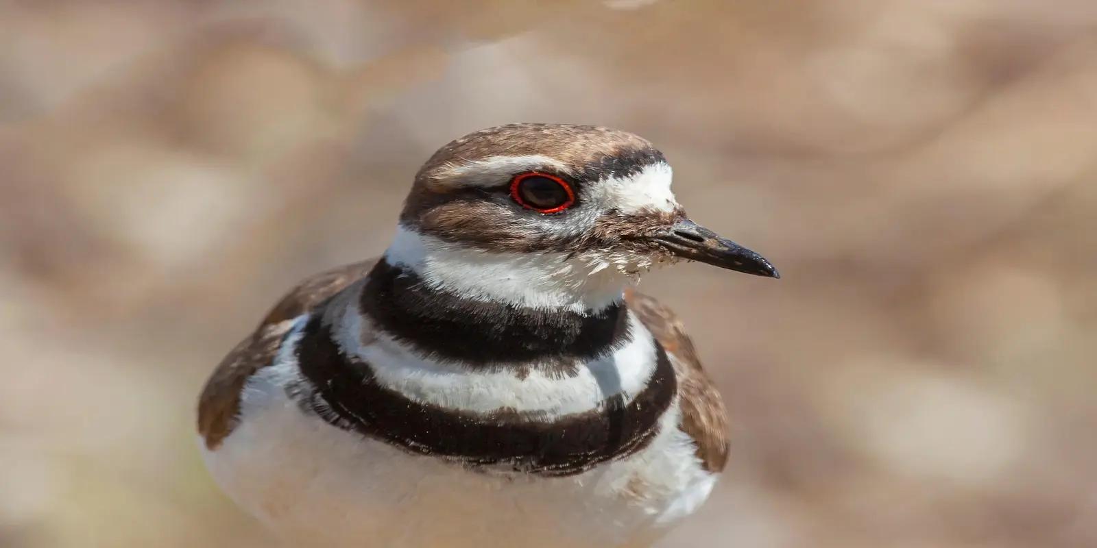 Close-up of a killdeer's head and upper chest. The bird has a brown head, white throat, a white band and two black bands across its chest, and a noticeable orange ring around its eye. It is looking slightly to the left.