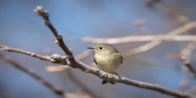 Kinglets