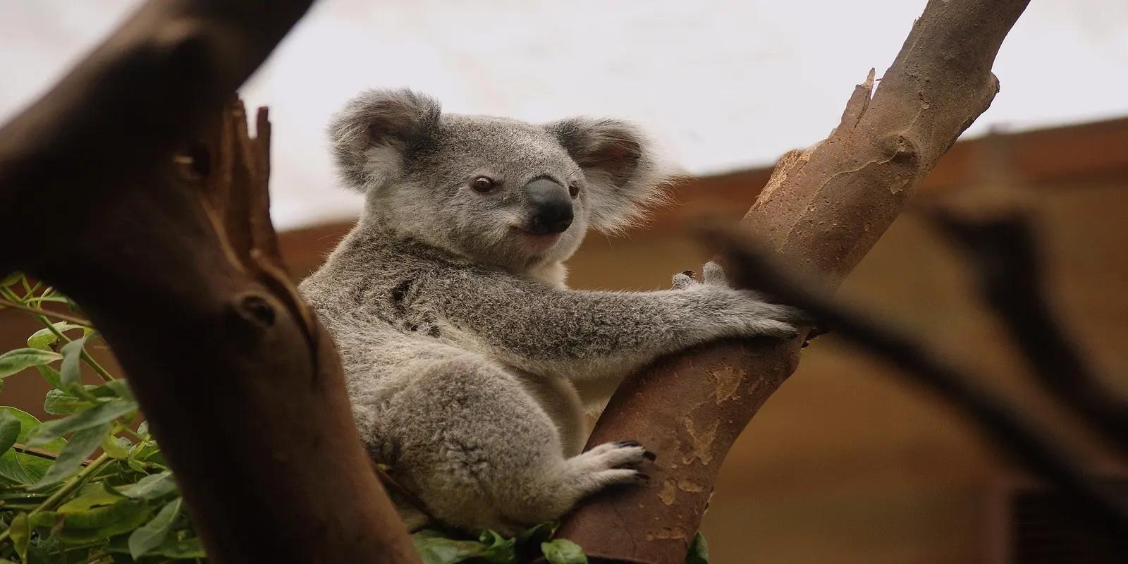 Koala sitting in a tree, featuring its grey fur, large rounded ears, black nose, and stocky build.