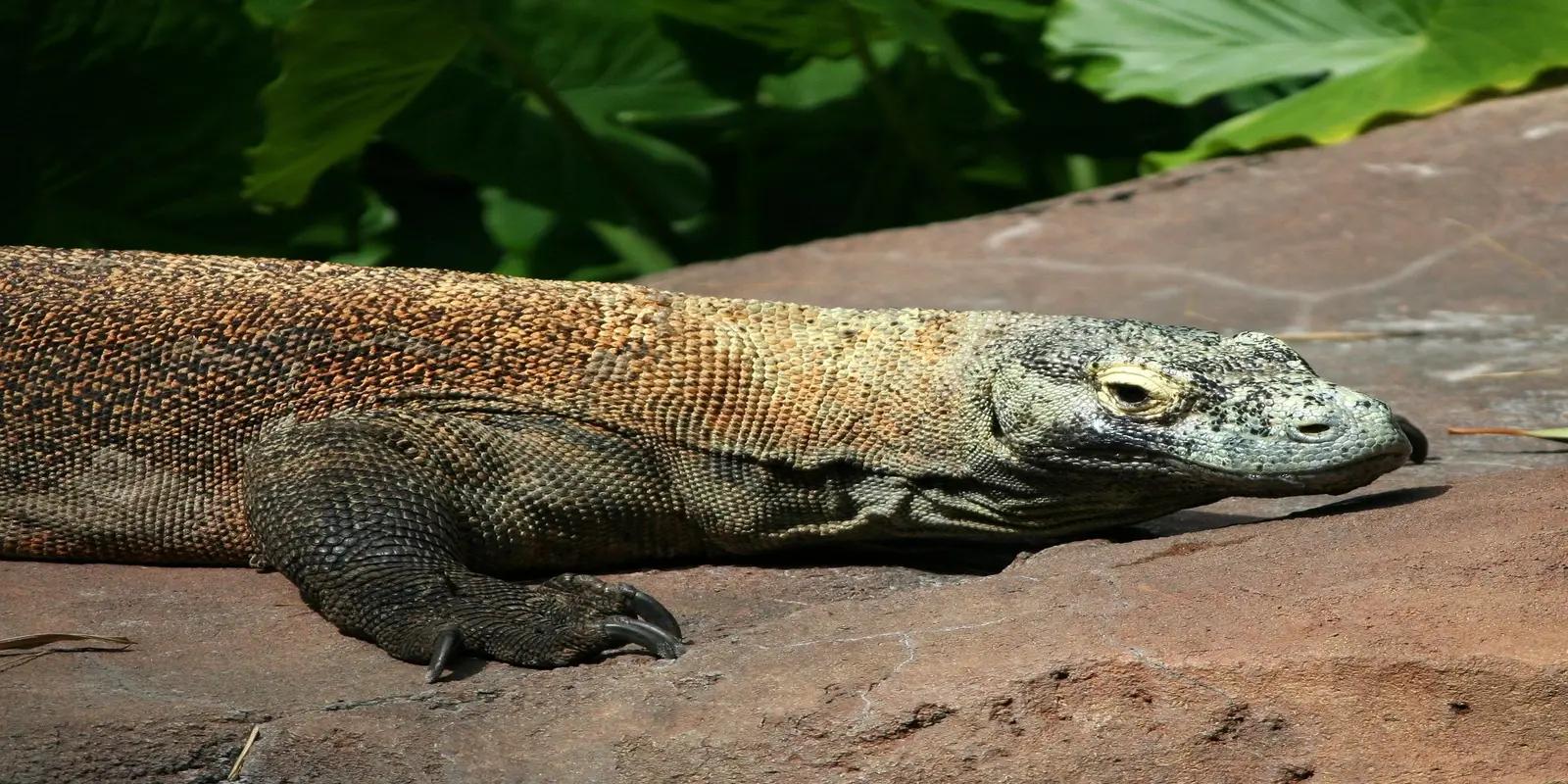 Komodo dragon lying on a rock, featuring its large size, robust build, powerful limbs, sharp claws, and distinctive scales.