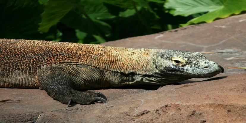 Komodo Dragons