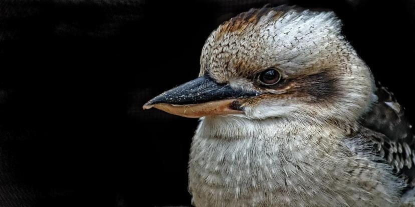 Kookaburras
