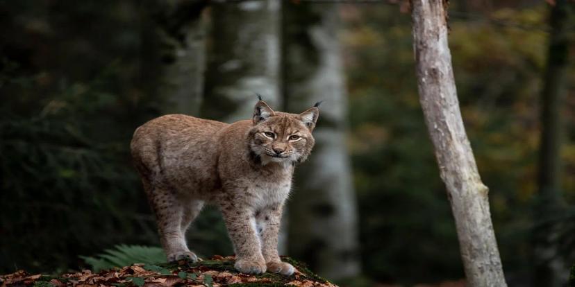 Lynxes