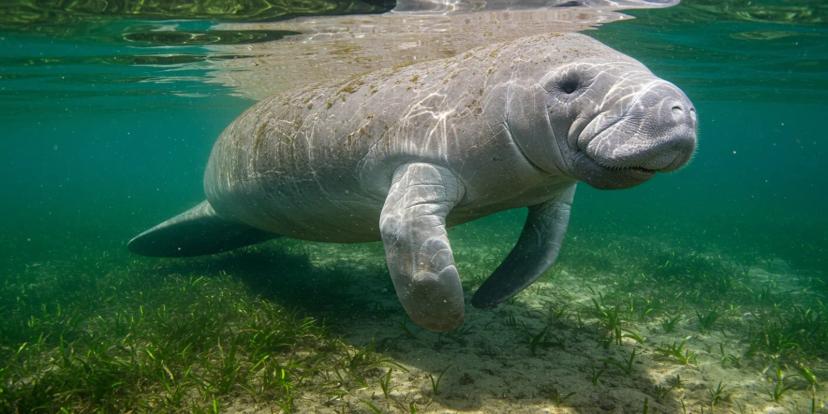Manatees