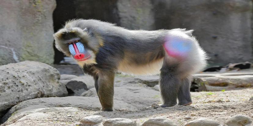 Mandrills