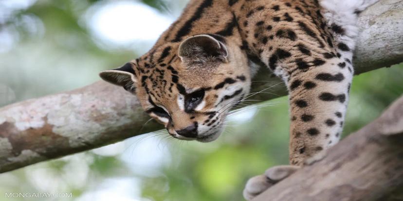 Margays