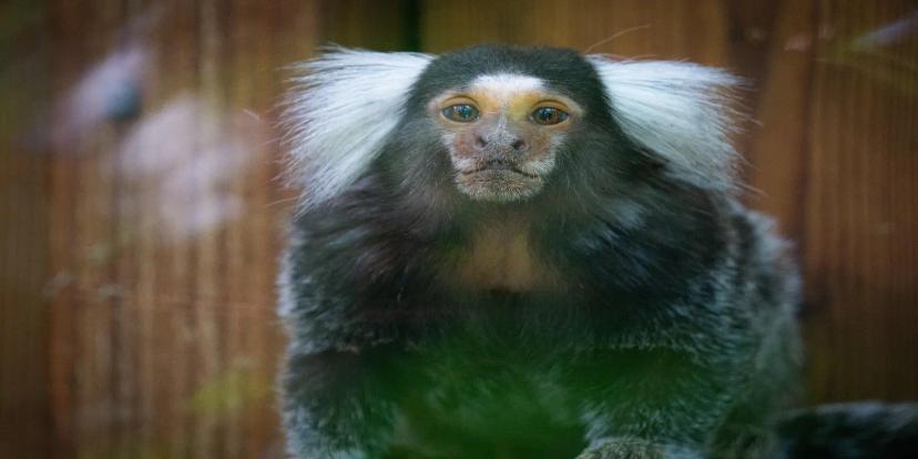 Marmosets