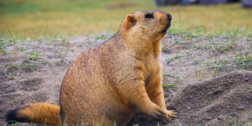 Marmots