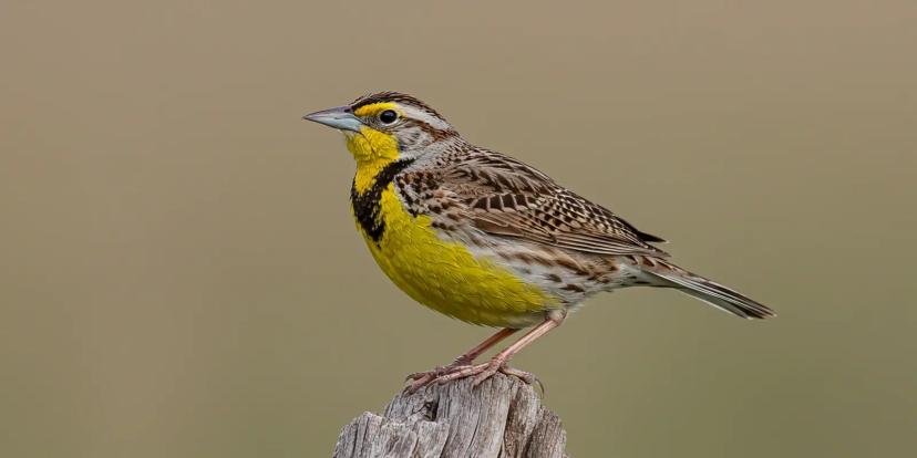 Meadowlarks