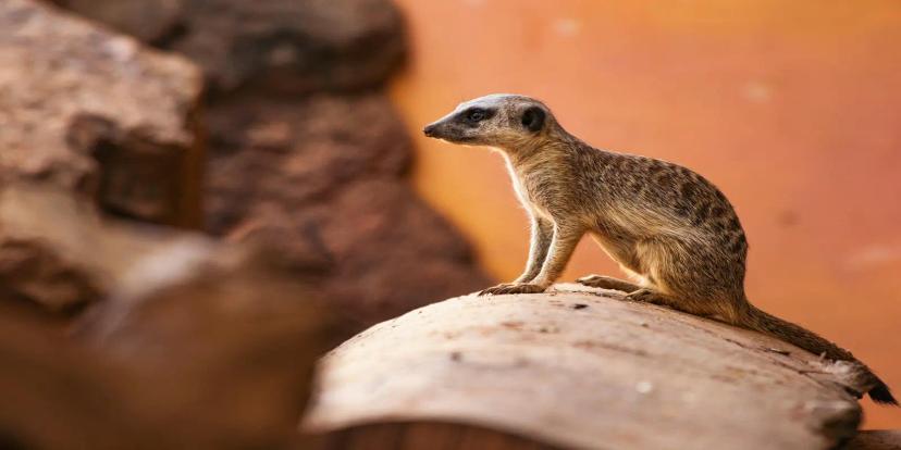 Meerkats