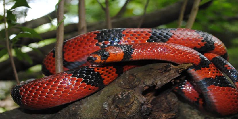 Milk Snakes