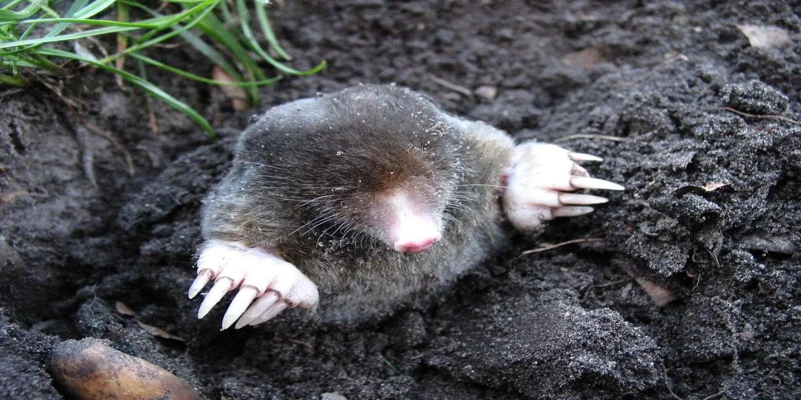 European mole emerging from a burrow, featuring its dark fur, pink snout, and large, shovel-like front paws.