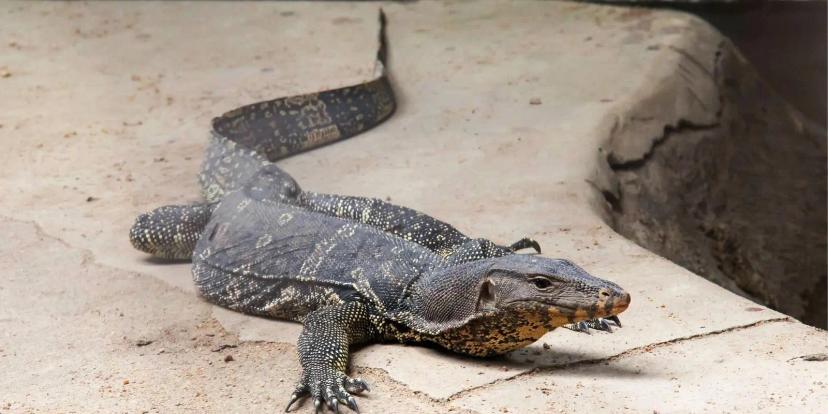 Monitor Lizards