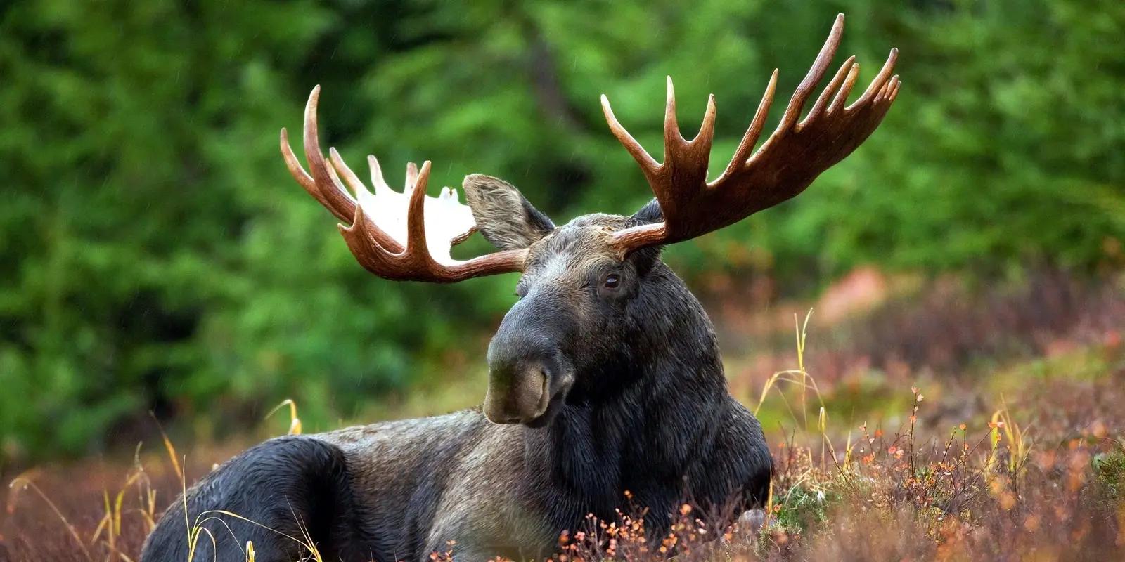 Moose with large antlers resting in a forest setting, featuring its dark brown fur, distinctive long snout, and palmate antlers.