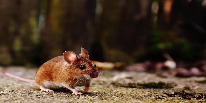 Mouse (Mice)