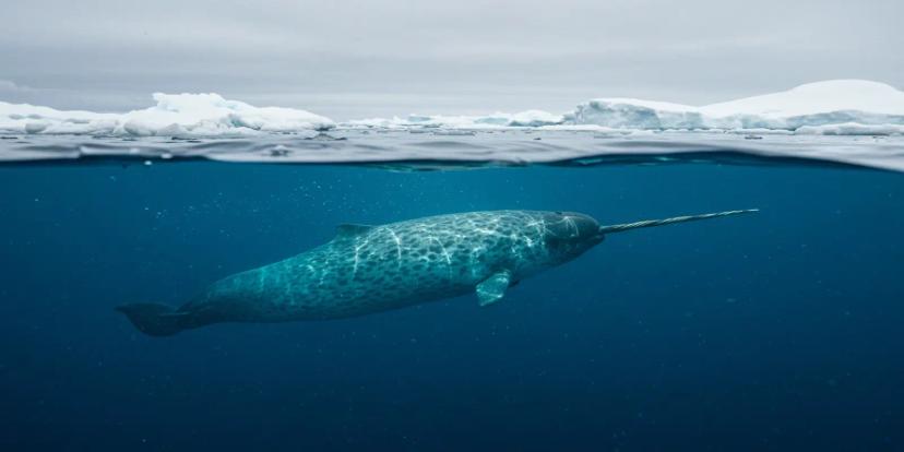 Narwhals