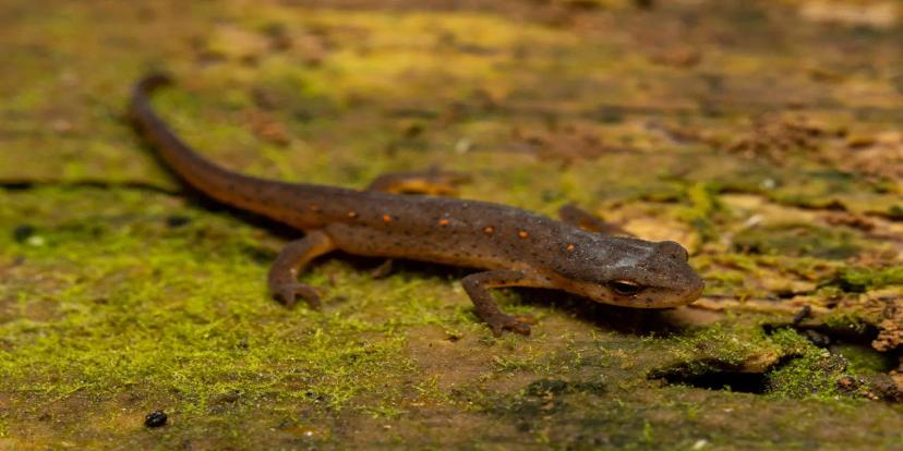 Newts
