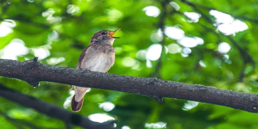 Nightingales