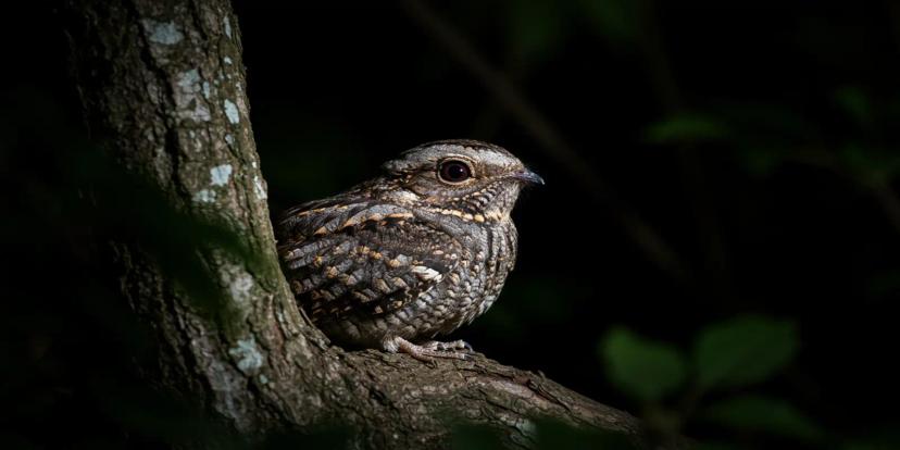 Nightjars