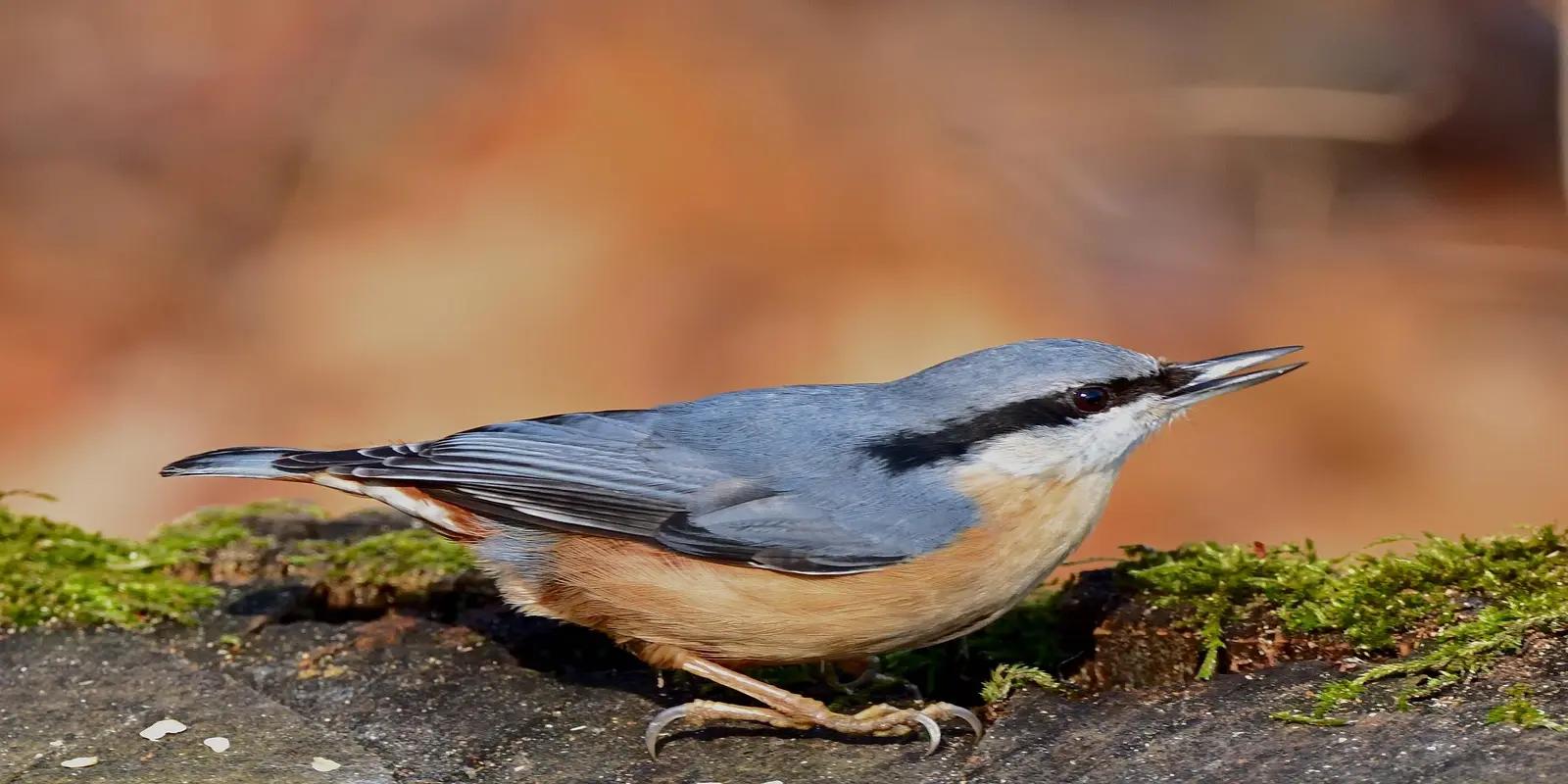 Eurasian nuthatch perched on a mossy branch or surface. The small bird has blue-grey feathers on its back and head, a prominent black stripe through its eye, and buff-orange underparts. It has a pointed bill and strong feet gripping the surface.