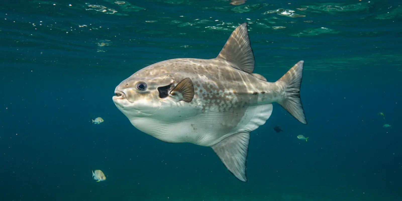 An ocean sunfish (Mola mola) swimming in clear blue ocean water. The large, unusual-looking fish has a flattened, oval body, long dorsal and anal fins, small pectoral fins, and a scalloped clavus instead of a tail fin.