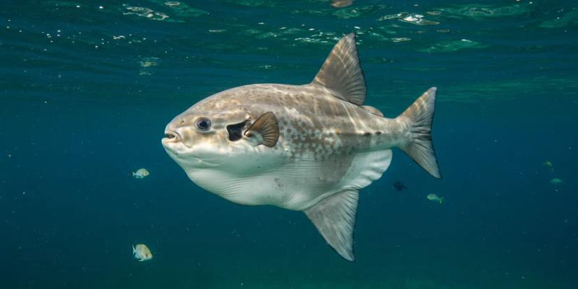 Ocean Sunfish (Mola Mola)