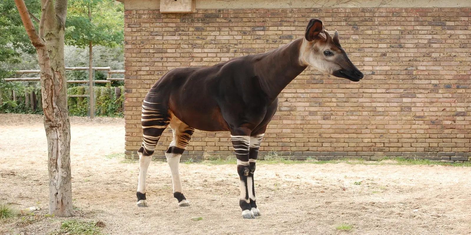 Okapi standing in an enclosure, featuring its dark coat, zebra-like stripes on the legs, and elongated head.