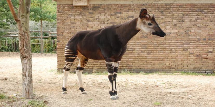 Okapis